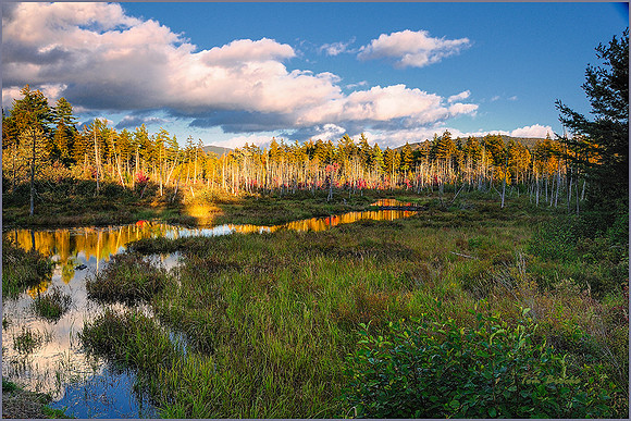 Moose Country  (8x12 or 12x18)